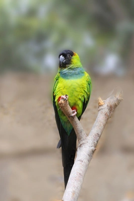 Aratinga nandej Birds Informace - velikost, povaha, délka života & cena | iFauna