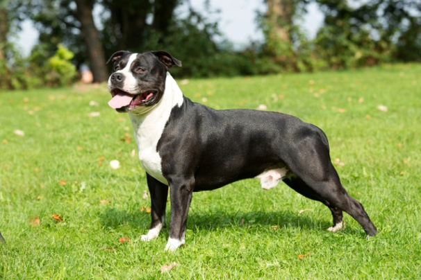 American Staffordshire Terriër Dogs Ras: Karakter, Levensduur & Prijs | Puppyplaats