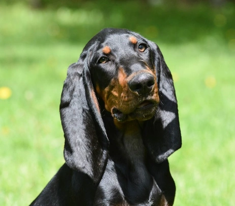 Black and Tan Coonhound Dogs Raza - Características, Fotos & Precio | MundoAnimalia