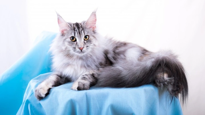 Norská lesní kočka Cats Informace - velikost, povaha, délka života & cena | iFauna