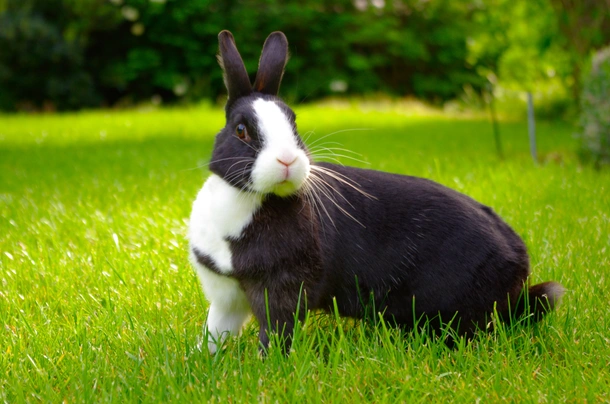 Dutch Rabbits Breed - Information, Temperament, Size & Price | Pets4Homes