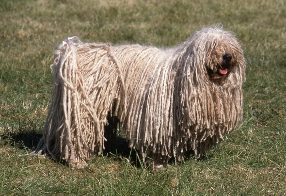 Hungarian Puli Dogs Breed 