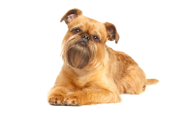 Griffon Bruxellois Dogs Breed - Information, Temperament, Size & Price | Pets4Homes