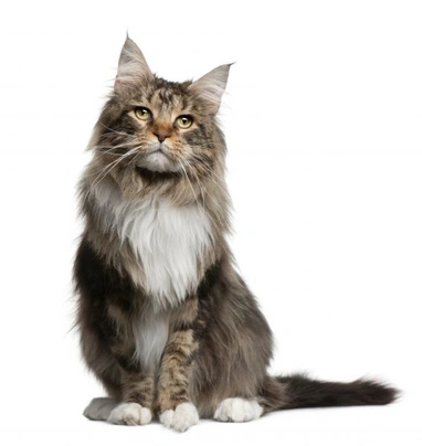 Maine Coon Cats Breed | Facts, Information and Advice | Pets4Homes