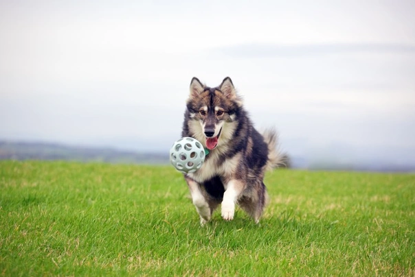 Utonagan Dogs Breed - Information, Temperament, Size & Price | Pets4Homes