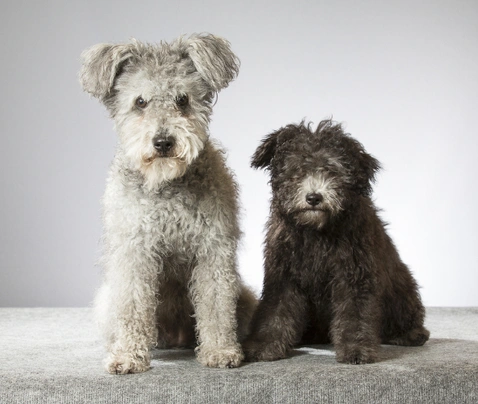 Hungarian Pumi Dogs Breed | Facts, Information and Advice | Pets4Homes