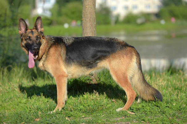 Německý ovčák Dogs Informace - velikost, povaha, délka života & cena | iFauna