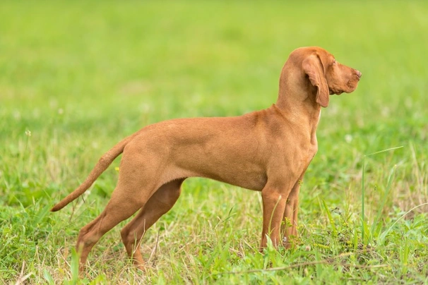 Maďarský ohař  Dogs Plemeno / Druh: Povaha, Délka života & Cena | iFauna