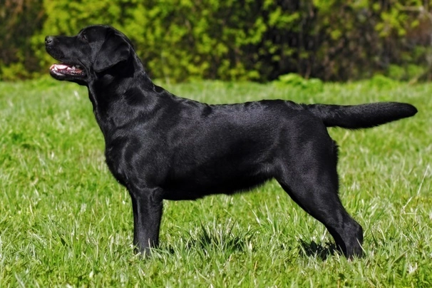 cuando llegaron los labrador retrievers a america