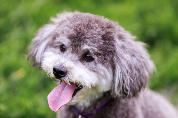 Half poodle half store schnauzer