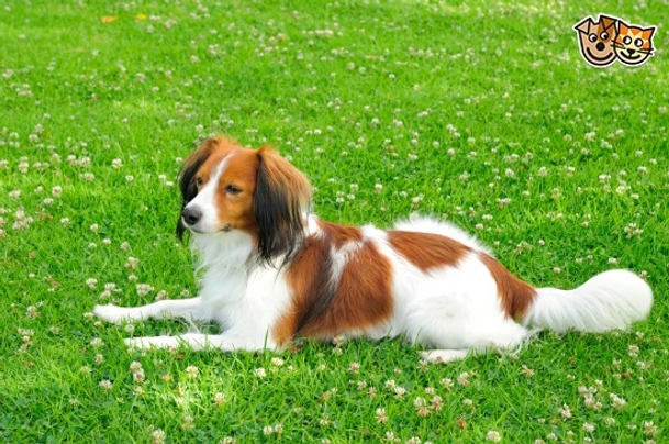 Kooikerhondje Dogs Breed - Information, Temperament, Size & Price | Pets4Homes