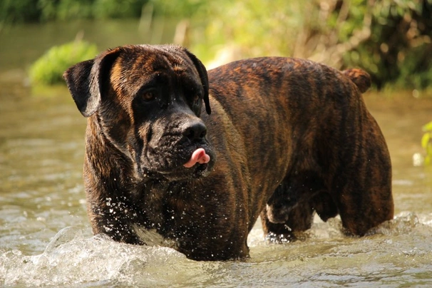 Cane Corso Dogs Raza - Características, Fotos & Precio | MundoAnimalia