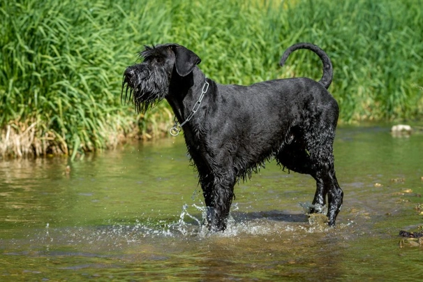 Knírač velký Dogs Informace - velikost, povaha, délka života & cena | iFauna