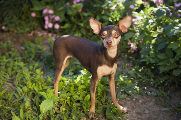 Ratón de Praga Dogs Raza - Características, Fotos & Precio | MundoAnimalia