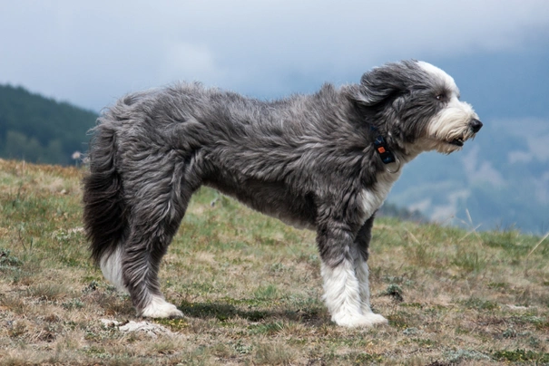 Short haired bearded hot sale collie