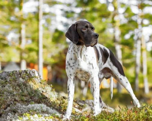 Pointer Dogs Plemeno / Druh: Povaha, Délka života & Cena | iFauna