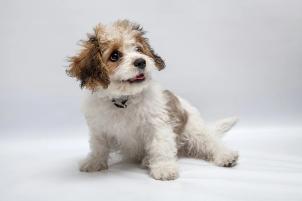 Cavachon best sale dog breed