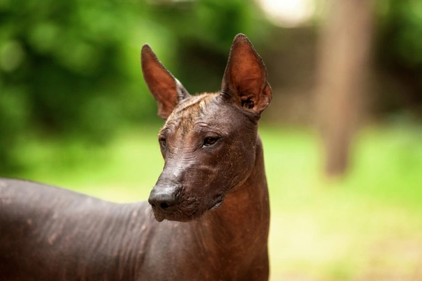 Mexican Hairless Dogs Breed - Information, Temperament, Size & Price | Pets4Homes