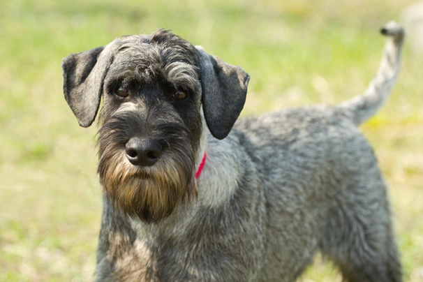 Schnauzer Medio Dogs Razza - Prezzo, Temperamento & Foto | AnnunciAnimali