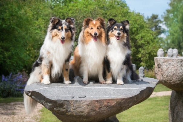 Shetland Sheepdog Dogs Breed - Information, Temperament, Size & Price | Pets4Homes