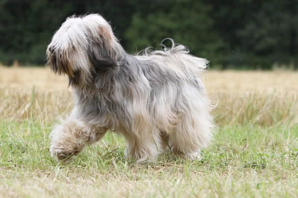 Tibetan Terrier Dogs Breed - Information, Temperament, Size & Price ...