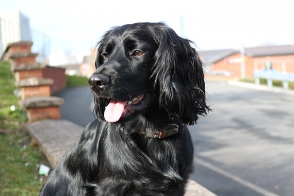 Black sprocker spaniel store puppies