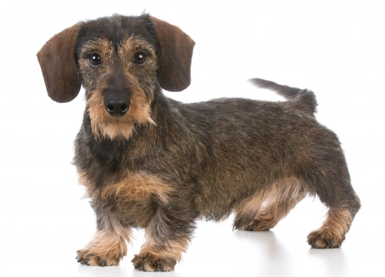 Miniature rough haired store dachshund