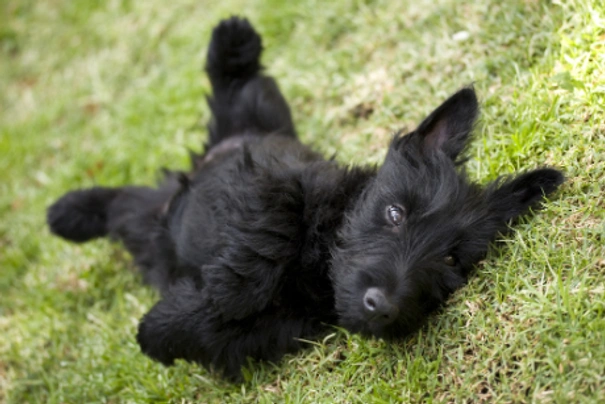 Scottish Terrier Dogs Raza - Características, Fotos & Precio | MundoAnimalia