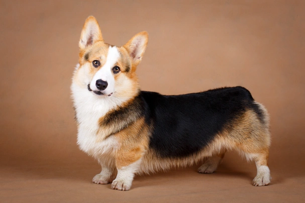 Welsh Corgi Pembroke Dogs Razza - Prezzo, Temperamento & Foto | AnnunciAnimali