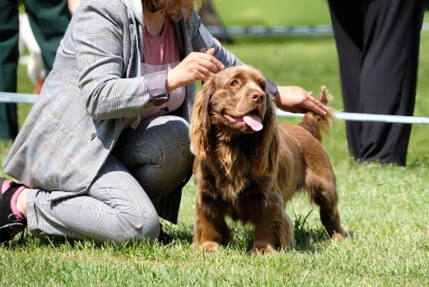 Sussex Spaniel Dogs Breed | Facts, Information and Advice | Pets4Homes