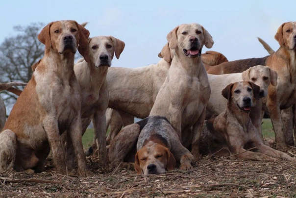 Foxhound Dogs Informace - velikost, povaha, délka života & cena | iFauna