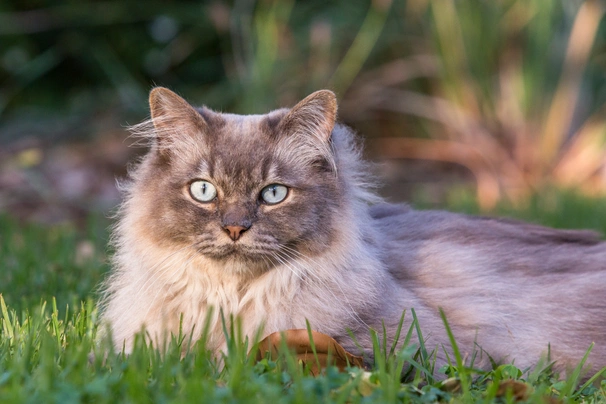 Tiffanie Cats Breed | Facts, Information and Advice | Pets4Homes