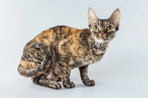 Cornish Rex Cats Breed | Facts, Information and Advice | Pets4Homes