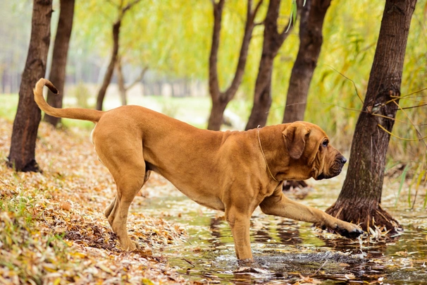 Brazilská fila Dogs Plemeno / Druh: Povaha, Délka života & Cena | iFauna