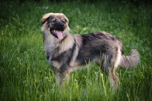 Krašský ovčák Dogs Informace - velikost, povaha, délka života & cena | iFauna