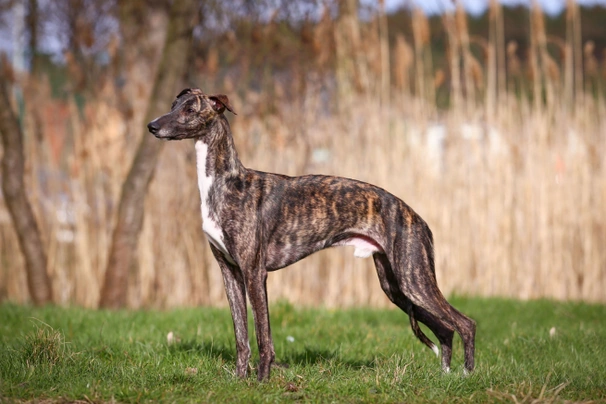 Whippet Dogs Razza - Prezzo, Temperamento & Foto | AnnunciAnimali