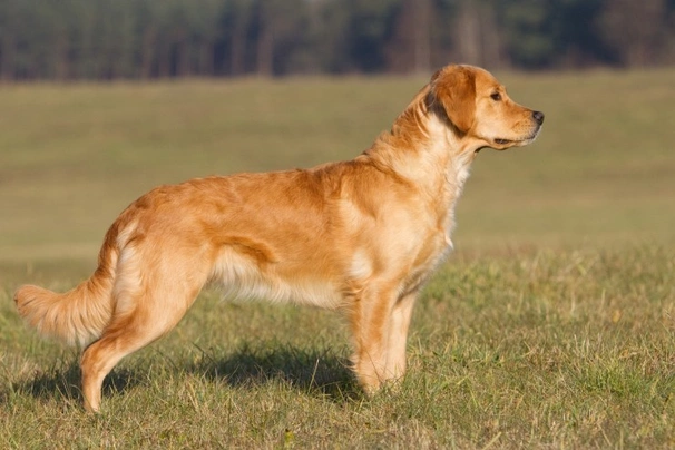 Golden store retriever working