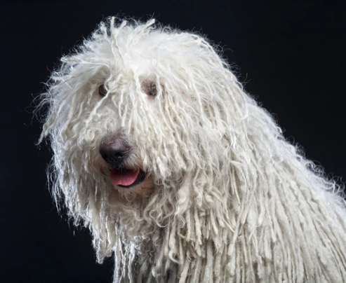 Komondor Dogs Informace - velikost, povaha, délka života & cena | iFauna