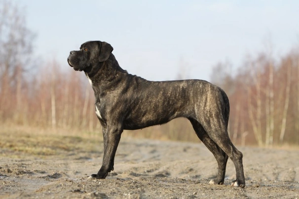 Cane Corso Dogs Informace - velikost, povaha, délka života & cena | iFauna