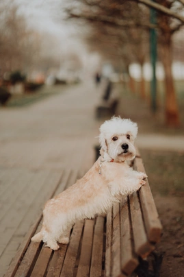 Dandie Dinmont Terrier Dogs Raza - Características, Fotos & Precio | MundoAnimalia