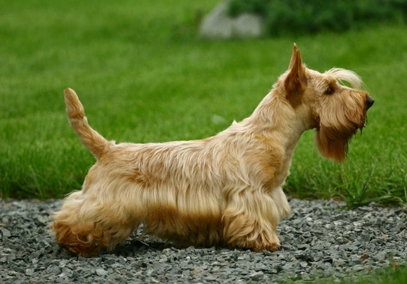 Schotse Terriër Dogs Ras: Karakter, Levensduur & Prijs | Puppyplaats
