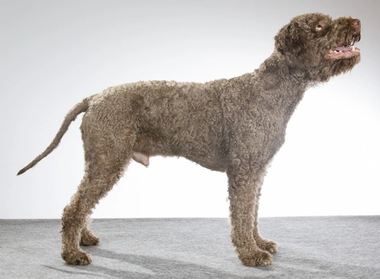 Lagotto Romagnolo Dogs Breed - Information, Temperament, Size & Price | Pets4Homes