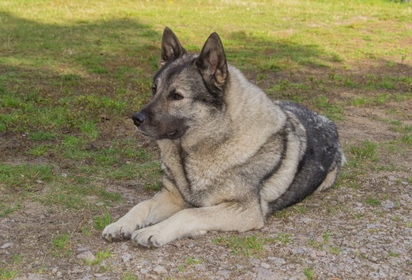 Norwegian Elkhound Dogs Breed | Facts, Information and Advice | Pets4Homes