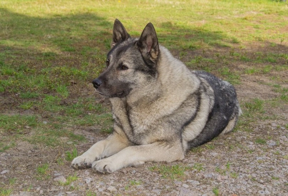 Elkhound Noruego Gris Dogs Raza - Características, Fotos & Precio | MundoAnimalia