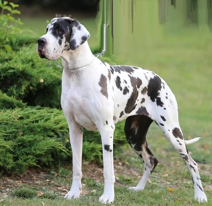 Duitse Dog Dogs Ras: Karakter, Levensduur & Prijs | Puppyplaats