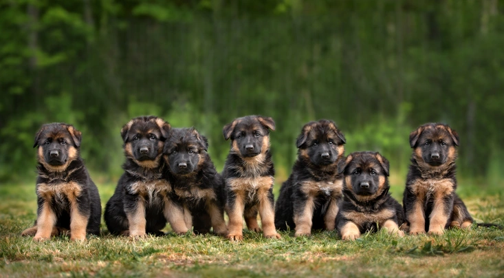 Německý ovčák Dogs Plemeno / Druh: Povaha, Délka života & Cena | iFauna