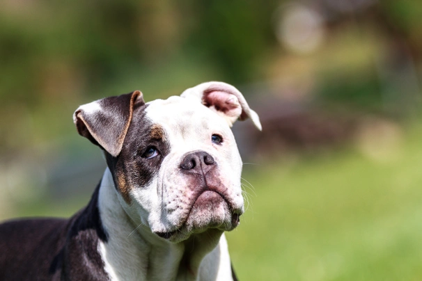 Appaloosa blue blood sales bulldog