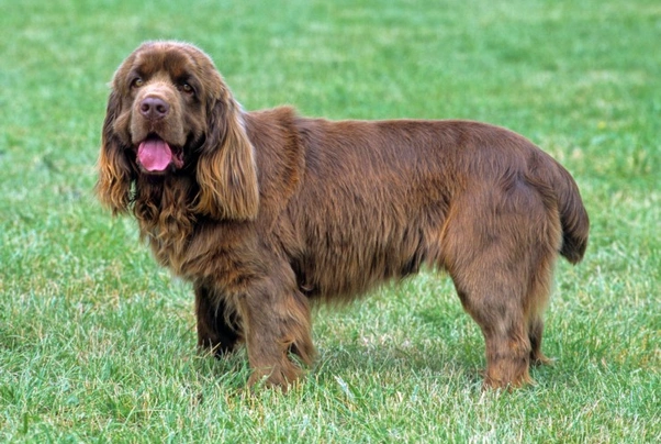 Sussex Spaniel Dogs Raza - Características, Fotos & Precio | MundoAnimalia