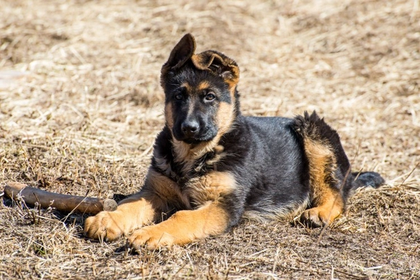 Německý ovčák Dogs Informace - velikost, povaha, délka života & cena | iFauna