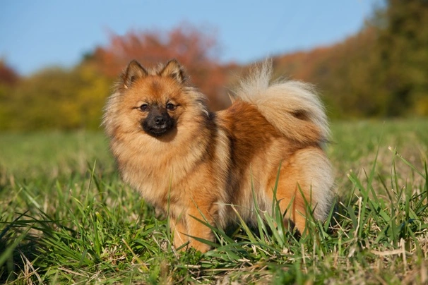 Golden clearance spitz dog